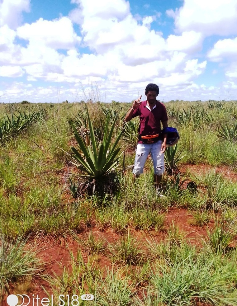 Toliary-II β Sisal plantation, Agave Sisalana plants