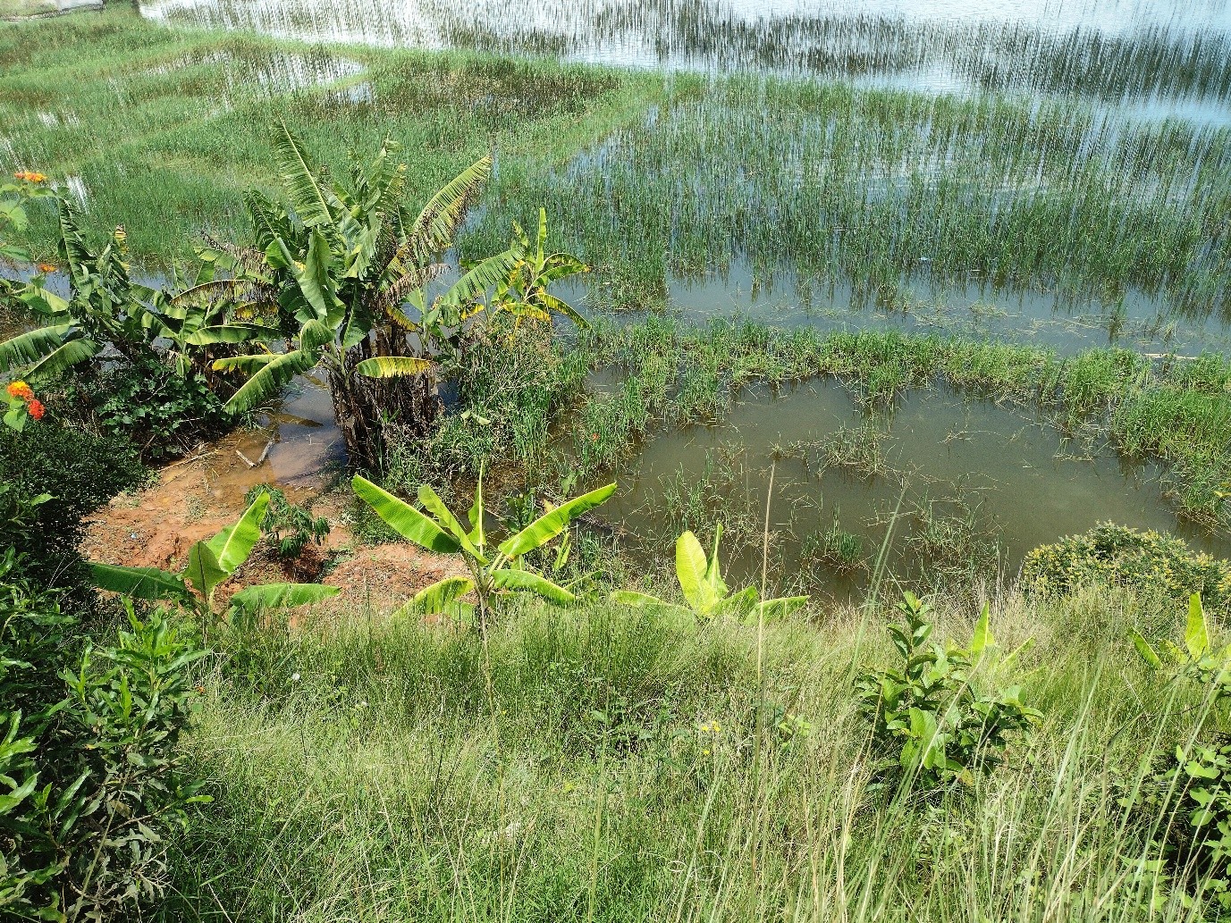 Ambohimarina β ILO MANANA: lush lakeside vegetation on Lake Iarivo