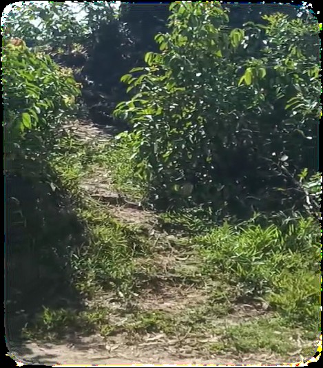Antetezambaro β Lush green plot, Toamasina II