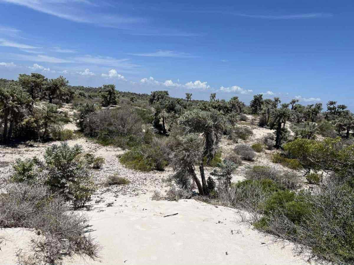 Anakao β Coastal dune with native vegetation