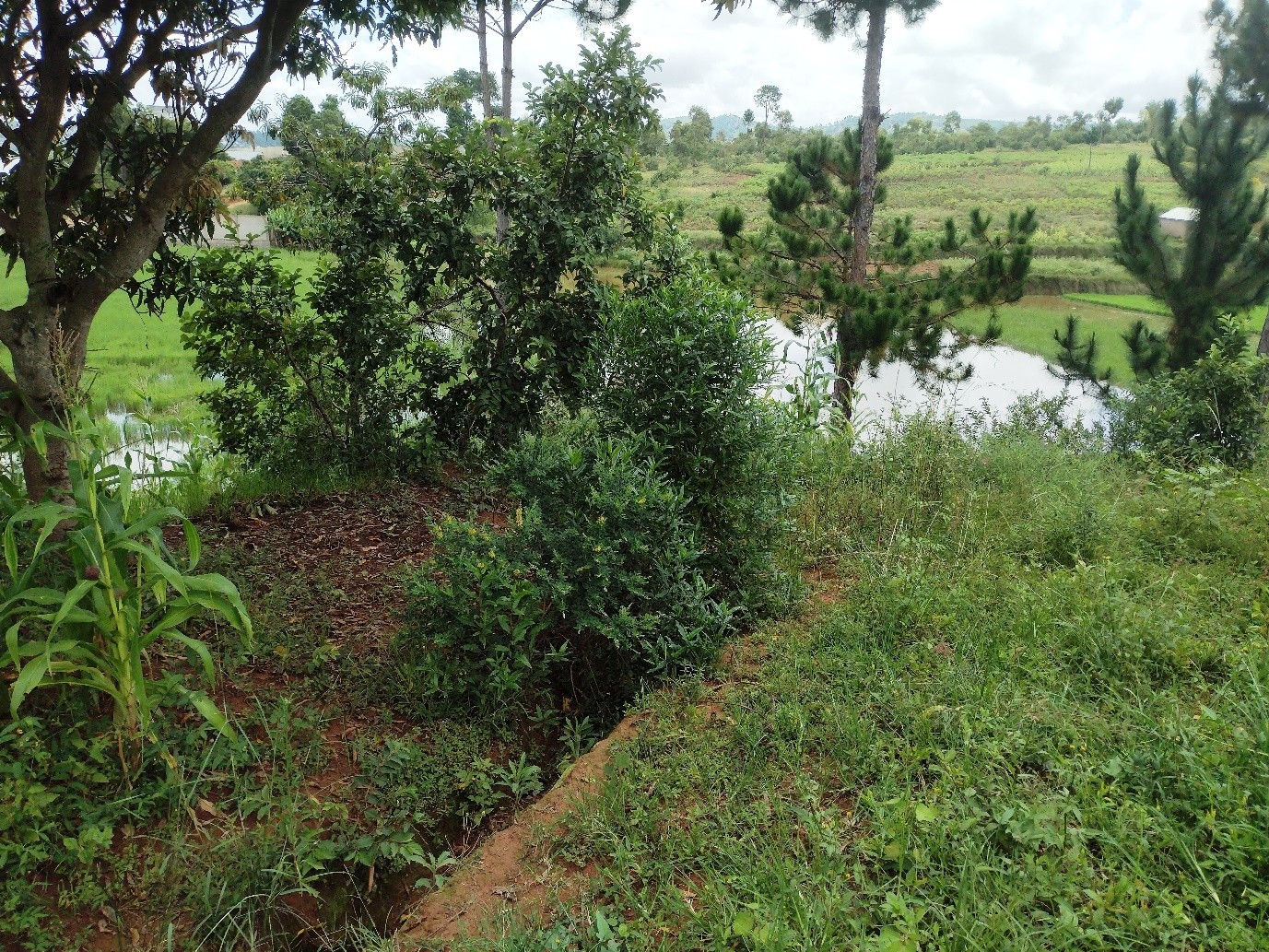 Ambohimarina β ILO MANANA: prepared dirt access road on the plot