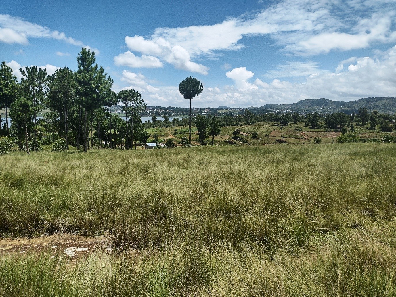 Ambohimarina β ILO MANANA: open green pasture and pine landscape