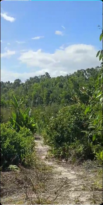 Antetezambaro β Wide view of the 6 Ha plot